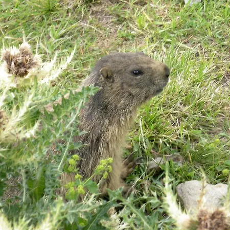 Alpengasthof Zollwirt Hotel 3*