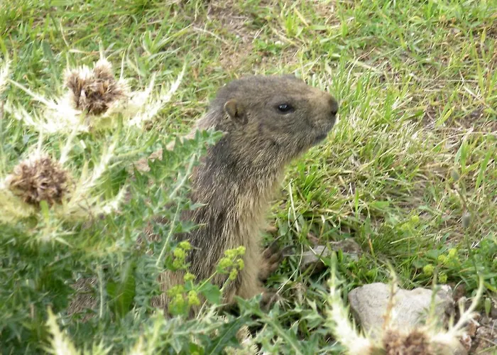 Alpengasthof Zollwirt Hotel 3*